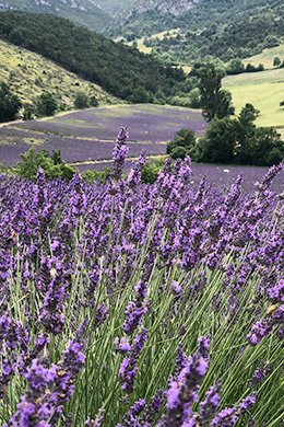 Champ de lavande